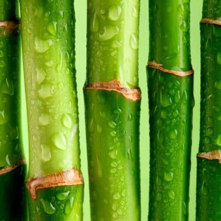 White Tea and Bamboo