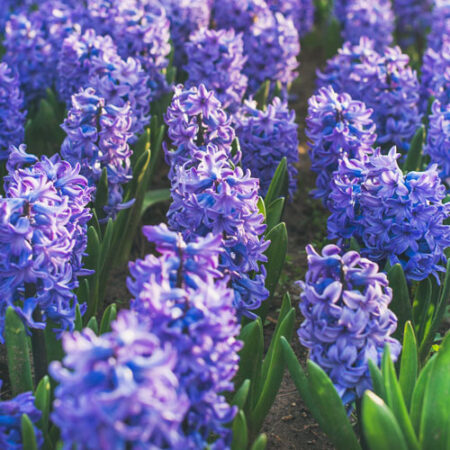 Hyacinth Grass