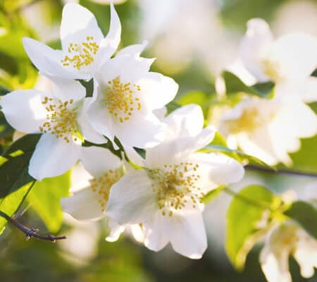 White Jasmine