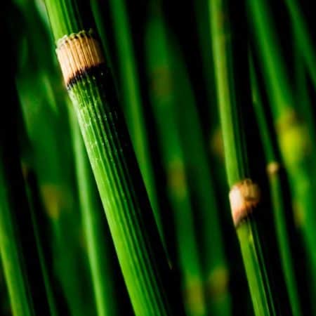 Green Bamboo