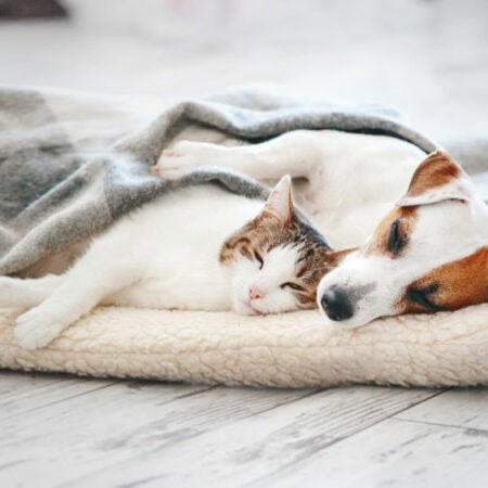 Cuddly Cotton (Pet-Preferred)