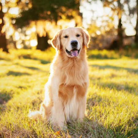 Fresh Fur-ever (Pet-Preferred)