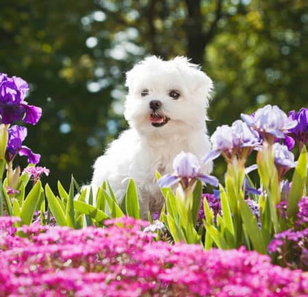 Puppy Petals (Pet-Preferred)
