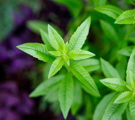 Mint Verbena